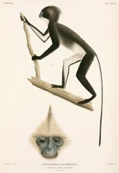 Affen, Sumatra, Indonesien