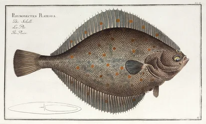 Die Scholle