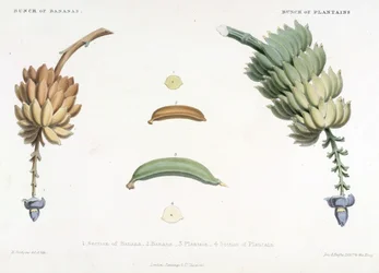 Bananenstaude und Kochbananen, Illustration aus 