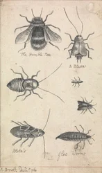 Die Hummel und Insekten