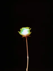 Ohne Titel, 2007