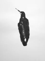Ohne Titel