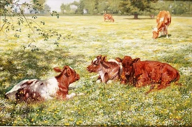 Kälber im Frühling