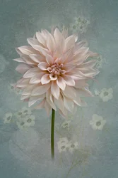 Rosa Dahlienblüte