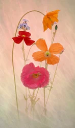 Träumerische Pastellmohnblumen