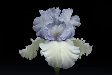 Elegante blaue Iris