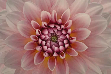 Lebendige pinke Dahlie
