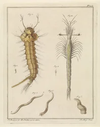 Stechmücke, Trompetenauge und ein Wurm