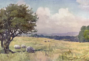 Sonniges Feld, in der Nähe von Llanberis