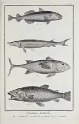 Kabeljau, Thunfisch, Lachs und Stör, Illustration aus 
