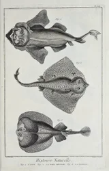 Illustration aus 