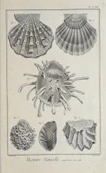 Illustration aus 