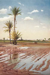 Ein bewässertes Feld, ca. 1880, 1904