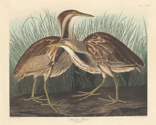 Amerikanischer Rohrdommel, 1836