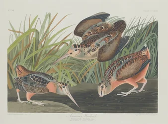 Amerikanische Waldschnepfe, 1835