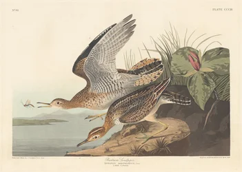 Bartram-Schnepfe, 1836