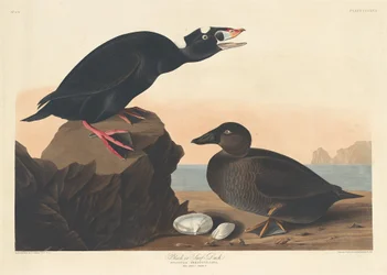 Schwarze Ente oder Brillenente, 1836.