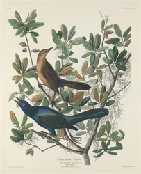 Bootsschwanz-Grackel, 1834