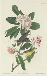 Kanadawaldsänger, 1831