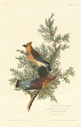 Zedernvogel