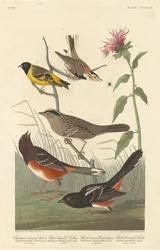 Kastanienfarbener Fink, Schwarzkopfstieglitz, Schwarzkronenammer und Arktischer Bodenfink, 1837