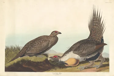 Hahn der Ebenen, 1837