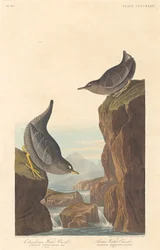 Kolumbianische Wasseramsel und arktische Wasseramsel, 1838