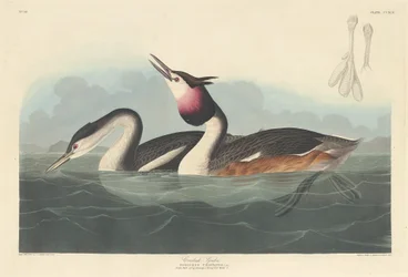 Haubentaucher, 1836