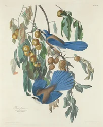 Florida Jays, 1830