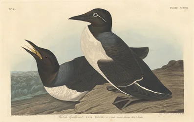 Tölpel, 1834