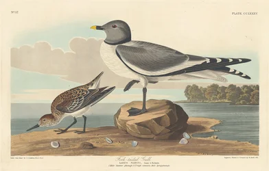 Gabelschwanzmöwe, 1835