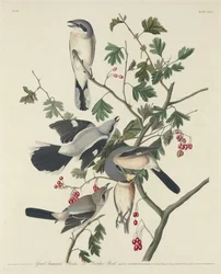Großer amerikanischer Würger oder Metzger-Vogel, 1834