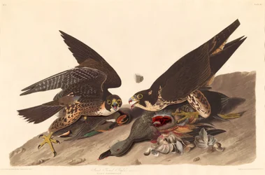 Großfüßiger Falke, 1827