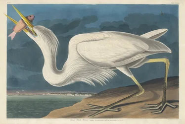 Großer Weißer Reiher, 1835