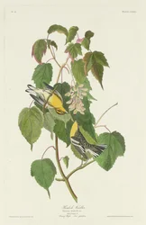Hemlock-Waldsänger, 1832