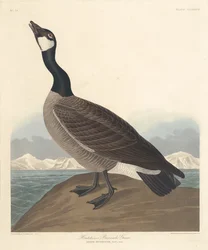 Hutchins Nonnengans, 1835