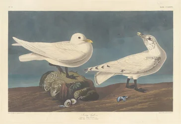 Elfenbeinmöwe, 1836