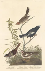 Lerchenfink, Präriefink und Brauner Singammer, 1837