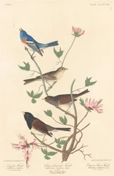 Lazulifink, Lehmfarbener Fink und Oregon-Schneefink, 1837