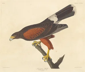 Louisiana-Habicht, 1837