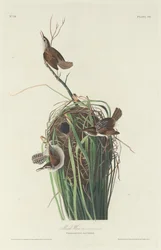 Sumpfzaunkönig, 1830