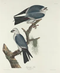 Mississippi-Weihe, 1831
