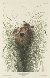 Nuttalls kleiner Sumpfzaunkönig, 1833