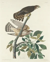 Taubenfalke, 1830