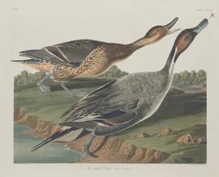 Spießente, 1834