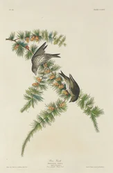 Kiefernfink, 1833