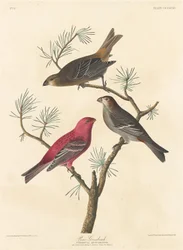 Hakengimpel, 1837