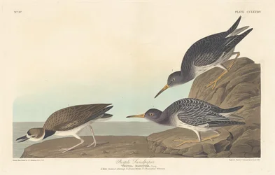Meerstrandläufer, 1835