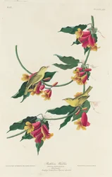 Rathbone-Waldsänger, 1829