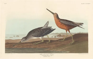 Rotschenkel, 1836